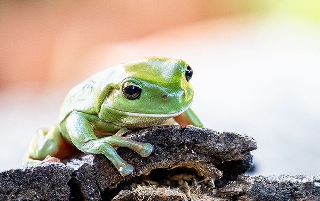 frog on a log